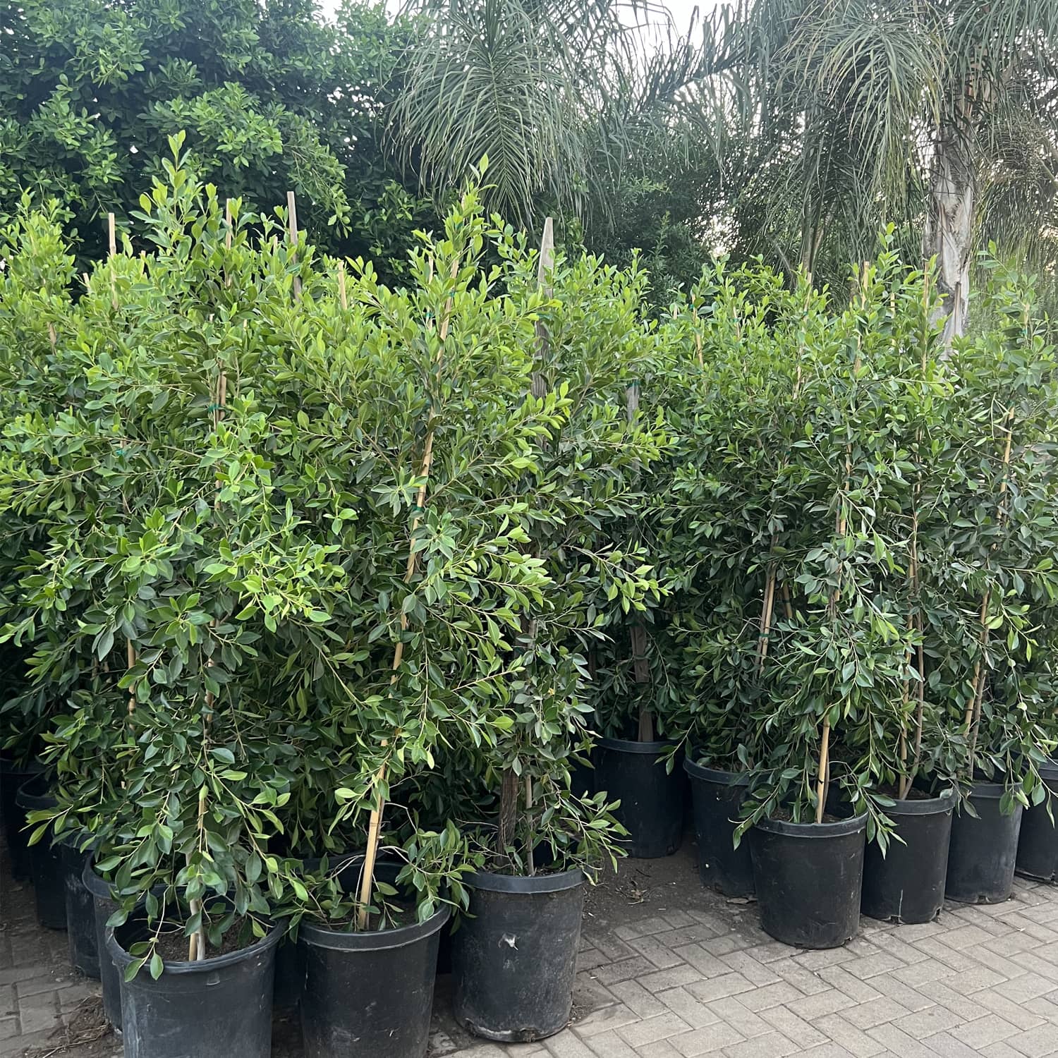 ficus5